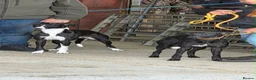 Whippet dogs for sale: whippet pups in Tredegar - Advert 20