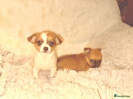 Jack Russell dogs - Advert 1