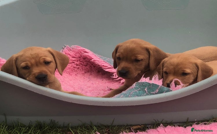 Labrador Retriever dogs - Advert 14