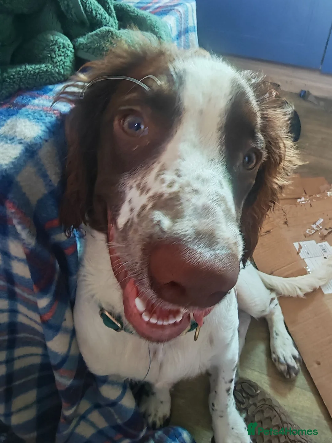 English Springer Spaniel dogs for sale: Rehoming much loved pup in Skegness - Advert 15