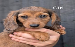 Miniature Dachshund dogs for sale: Mini dachshund puppies - Image 6