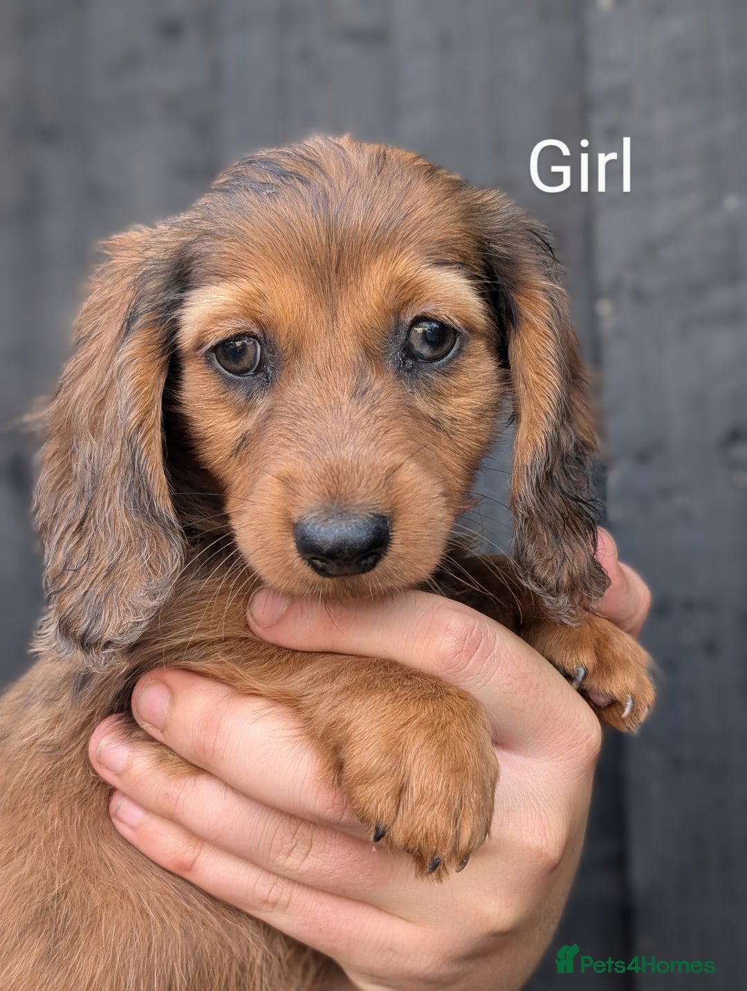 Miniature Dachshund dogs for sale: Mini dachshund puppies - Image 6