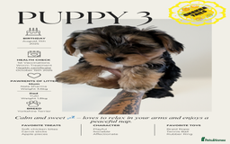 Yorkshire Terrier dogs for sale: 3 Male Yorkshire terriers left  - Image 3