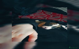 Jack Russell dogs for sale: Male puppy  - Image 5