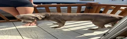 Labrador Retriever dogs for stud: KC Silver Labrador retriever proven stud  in Knutsford - Advert 2