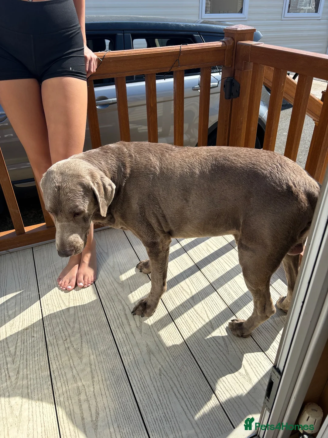 Labrador Retriever dogs for stud: KC Silver Labrador retriever proven stud  in Knutsford - Advert 2