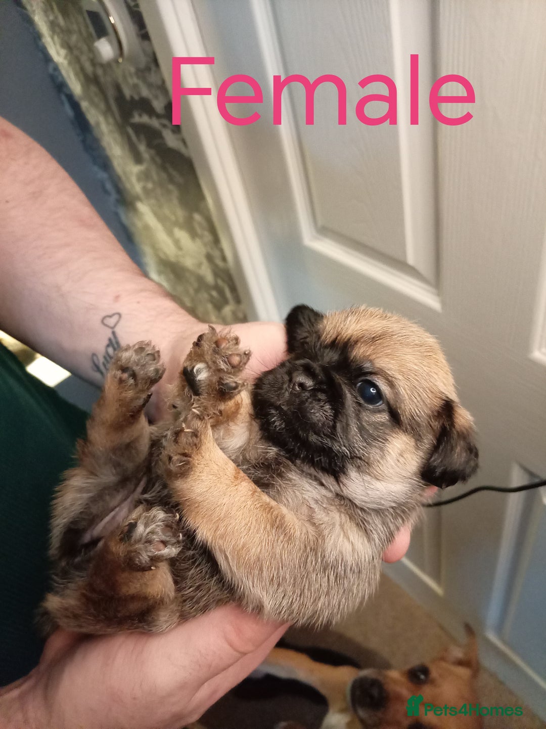 Mixed Breed dogs for sale: Pug x Shih Tzu Pug zu shih pug puppies - Image 4