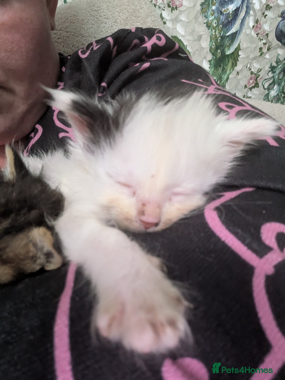 Mixed Breed cats for sale: Fluffy kitten - Image 7