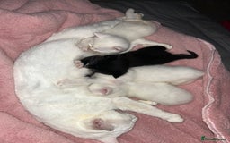 Mixed Breed cats for sale: Sweet kittens need a loving home - Image 2