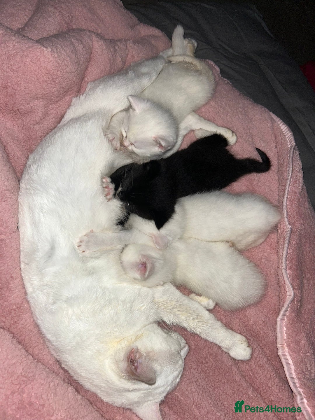 Mixed Breed cats for sale: Sweet kittens need a loving home - Image 2