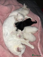 Mixed Breed cats - Advert 8