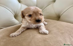 Cockapoo dogs for sale: 4⭐️Licensed Breeder Cockapoo Puppies - Image 4