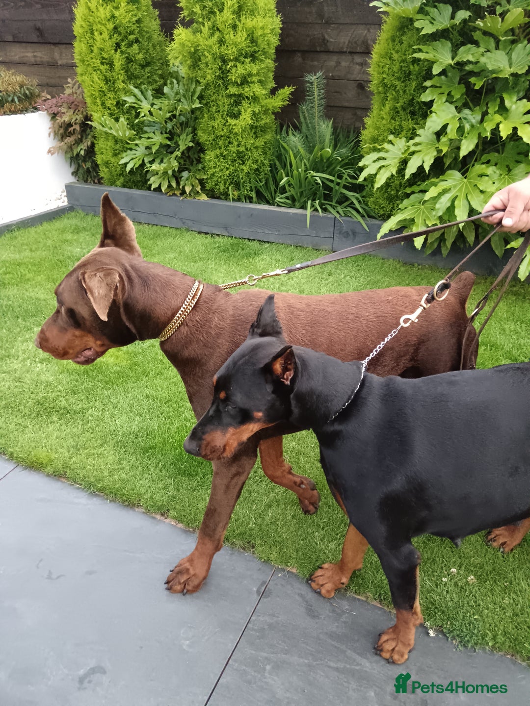 Dobermann dogs for sale: EUROPEAN DOBERMAN PUPPIES in Walsall - Image 10