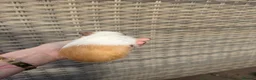 Guinea Pig rodents for sale: Boy guinea pigs for sale - Advert 5
