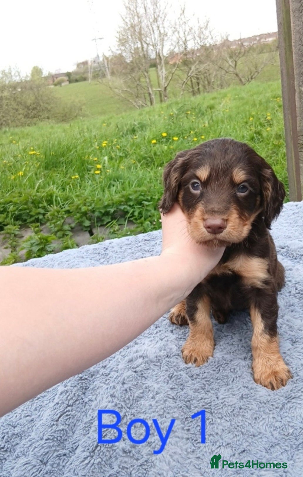 Sprocker dogs Stunnning springer x cocker spaniel pups - Advert 2