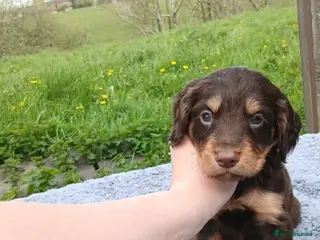 Sprocker dogs Stunnning springer x cocker spaniel pups - Advert 2