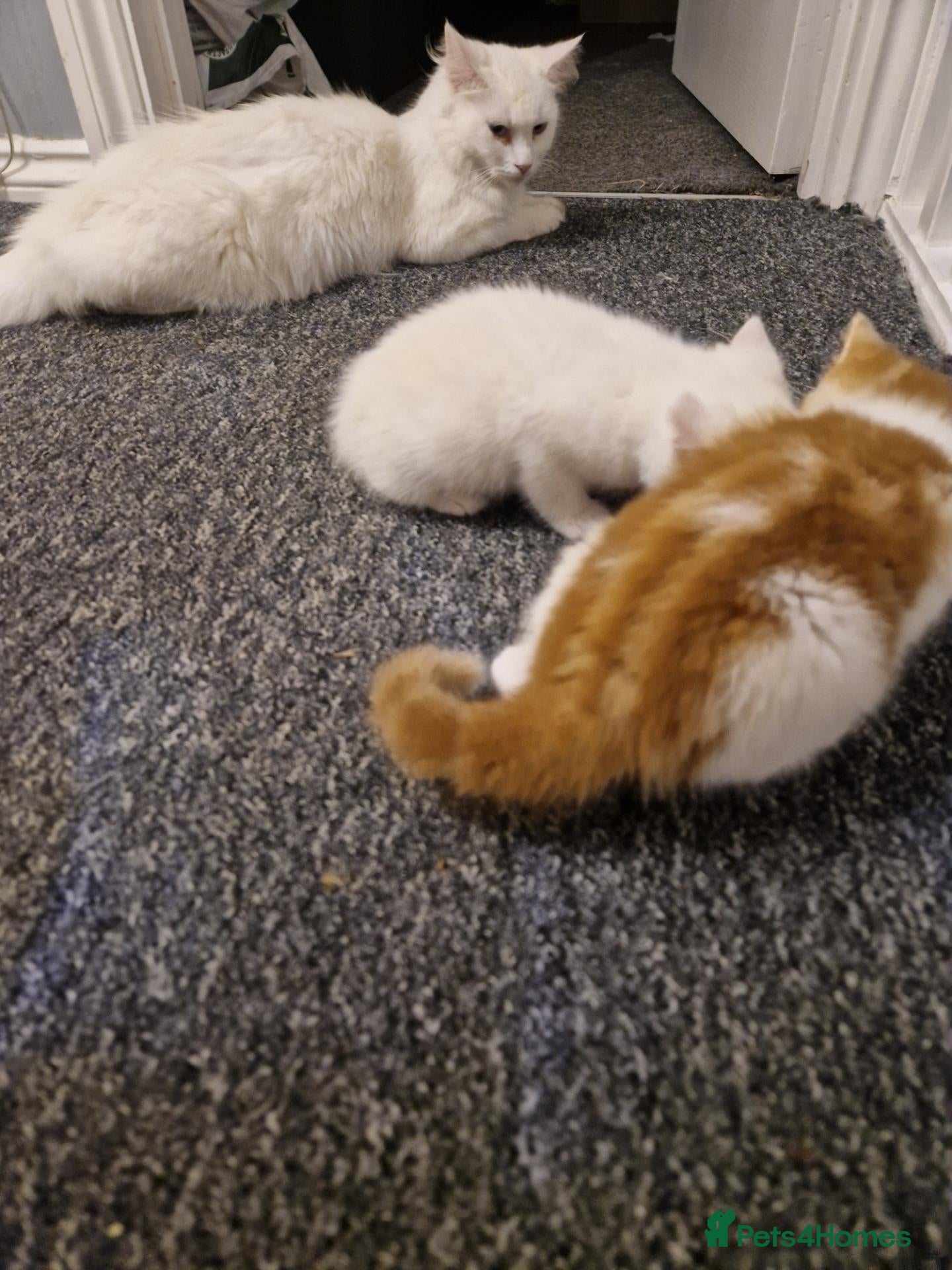 Mixed Breed cats Kittens - Advert 1