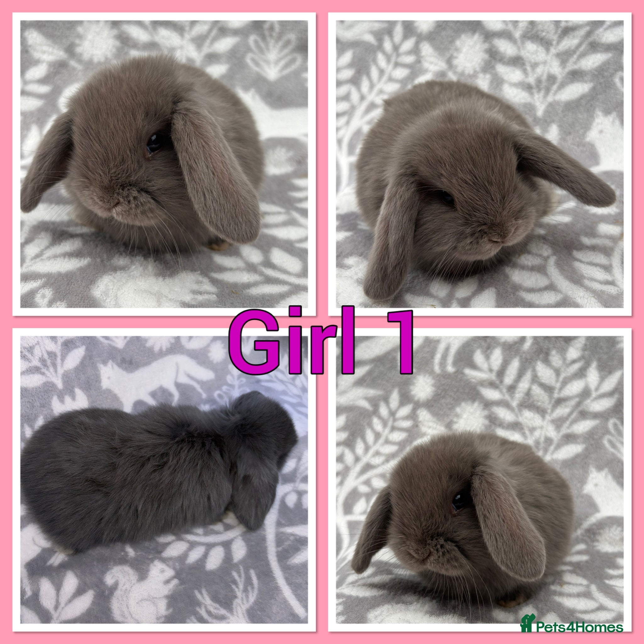 Mini Lop rabbits Pure Mini Lop babies  - Advert 1