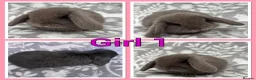 Mini Lop rabbits for sale: Pure Mini Lop babies  - Advert 1