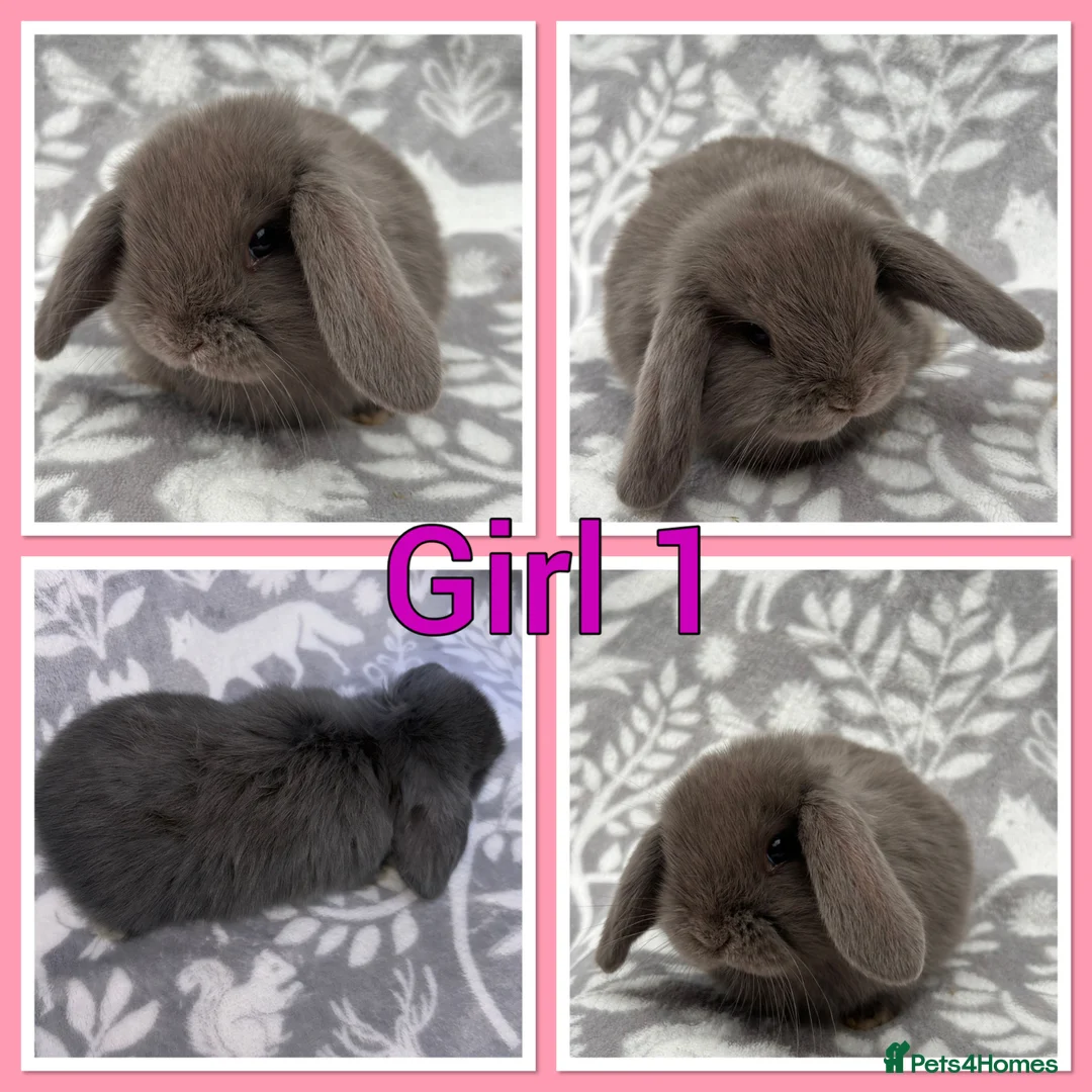 Mini Lop rabbits for sale: Pure Mini Lop babies  - Advert 1