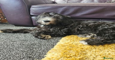 Sheepadoodle dogs - Advert 4