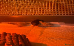 Quail poultry for sale: 3 button quail  - Image 10