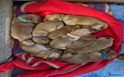 Labrador Retriever dogs for sale: 9 KC Registered Fox Red Labrador Puppies  - Image 2