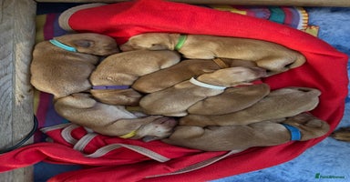 Labrador Retriever dogs - Advert 13