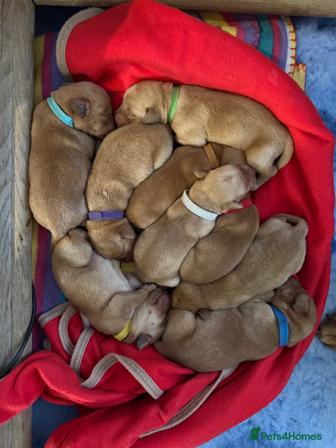 Labrador Retriever dogs for sale: 9 KC Registered Fox Red Labrador Puppies  - Image 2