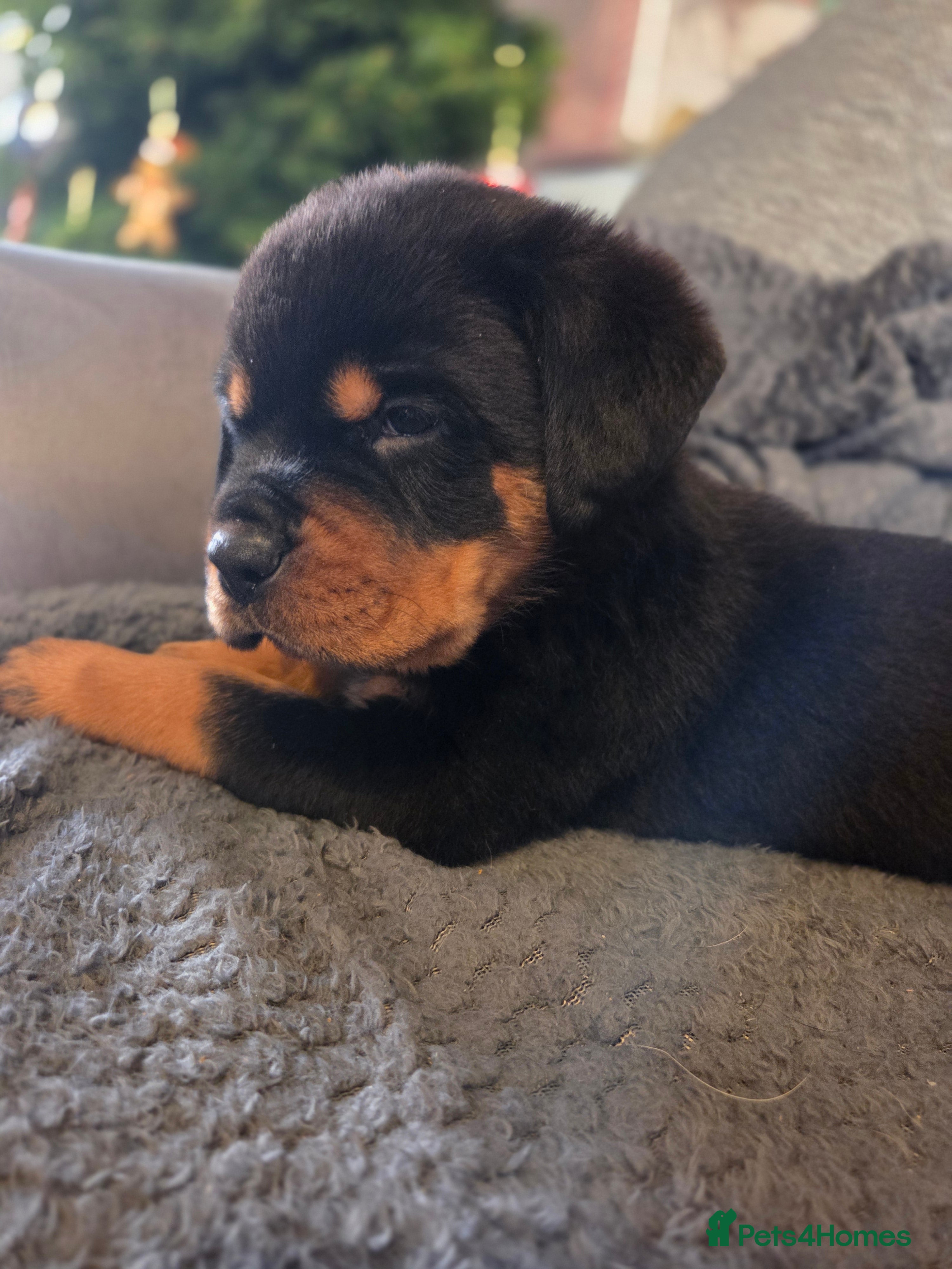 Rottweiler dogs Rottweiler puppies - Advert 1