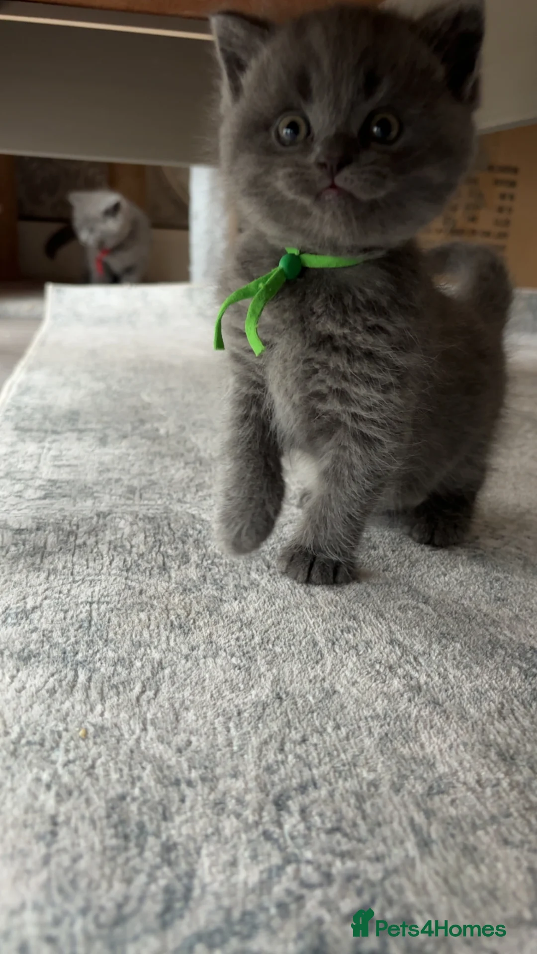 British Shorthair cats for sale: 6 British shorthair kittens in Birmingham - Advert 5