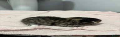 Domestic Shorthair Kitten 1