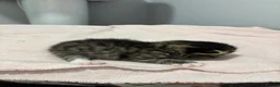 Domestic Shorthair cats for sale: 3 kittens for sale, 3 weeks old sex not confirmed  - Advert 5