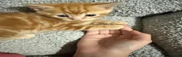 Mixed Breed cats for sale: Beautiful Ginger Boy Kitten 🧡 in Eastbourne - Advert 3