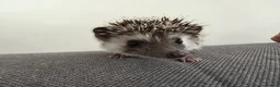 Pygmy Hedgehog rodents for sale: Male and female African pigmy hedgehog  - Advert 2