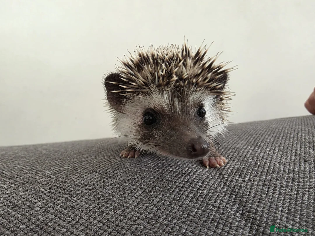 Pygmy Hedgehog rodents for sale: Male and female African pigmy hedgehog  - Advert 2