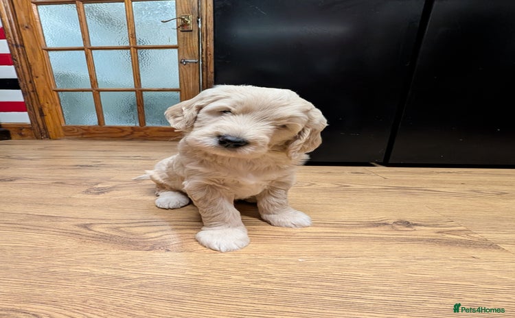 Goldendoodle dogs - Advert 1