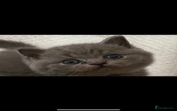 British Shorthair cats for sale: GCCF REG HEALTH TESTED KTTENS AVAILABLE 🥰 - Image 10