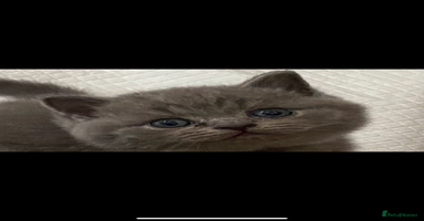 British Shorthair cats - Advert 5