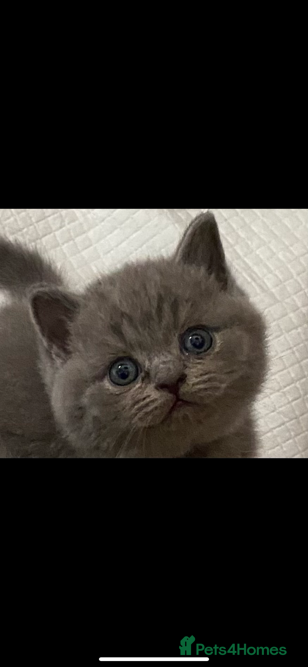 British Shorthair cats for sale: GCCF REG HEALTH TESTED KTTENS AVAILABLE 🥰 - Image 10