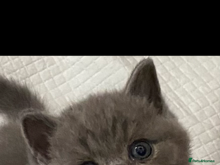 British Shorthair cats - Advert 27