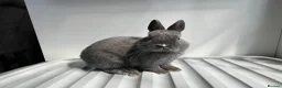 Netherland Dwarf rabbits for sale: Young Netherland Dwarf (Luna) looking for a home  - Advert 3