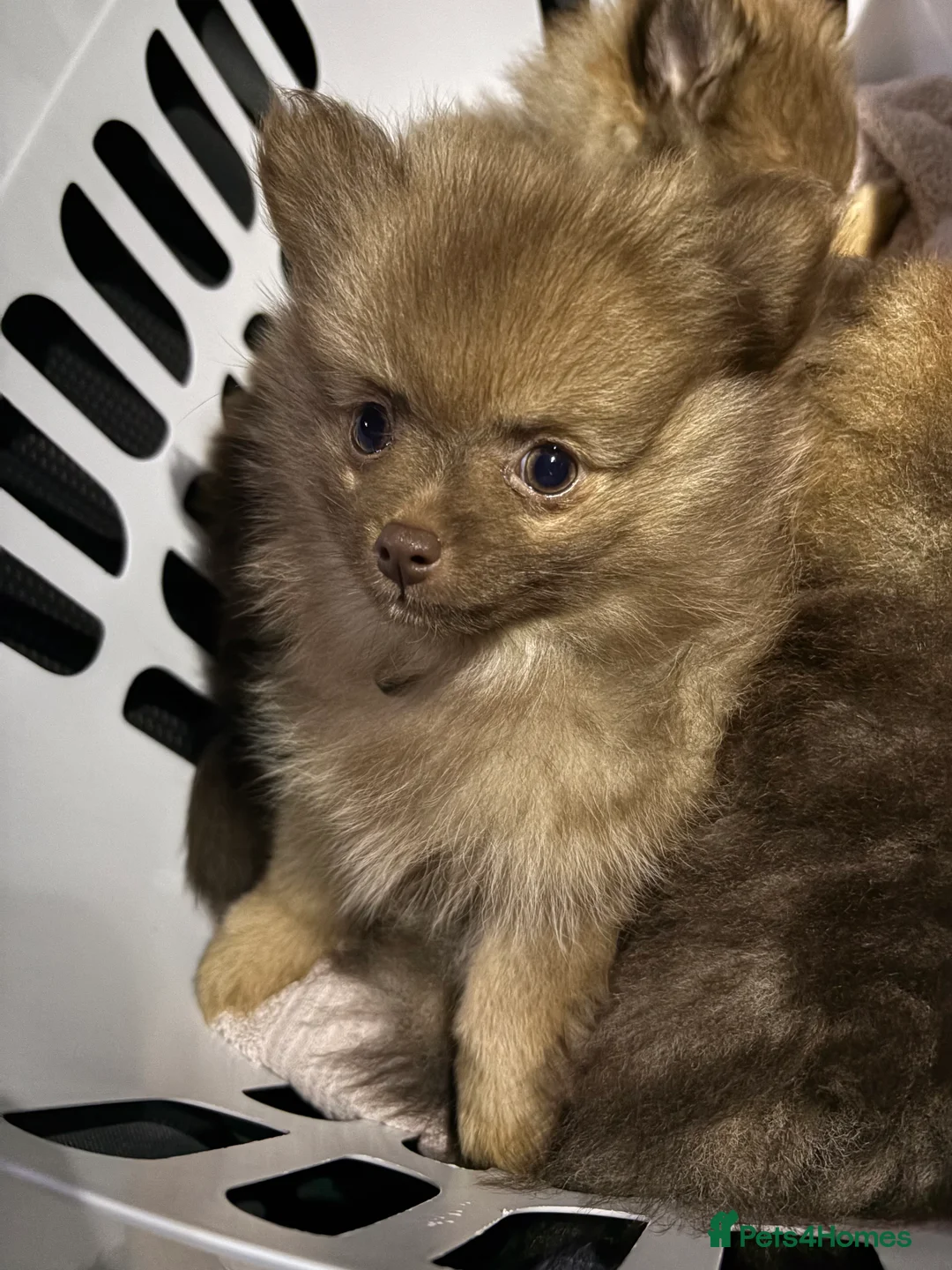 Pomeranian dogs for sale: Beautiful Pomeranian puppy-Girl-Loving Home Wanted - Advert 3