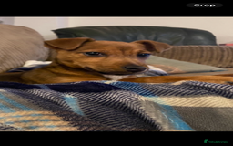 Patterjack dogs for sale: Jack Russel x patterdale dog  - Image 2