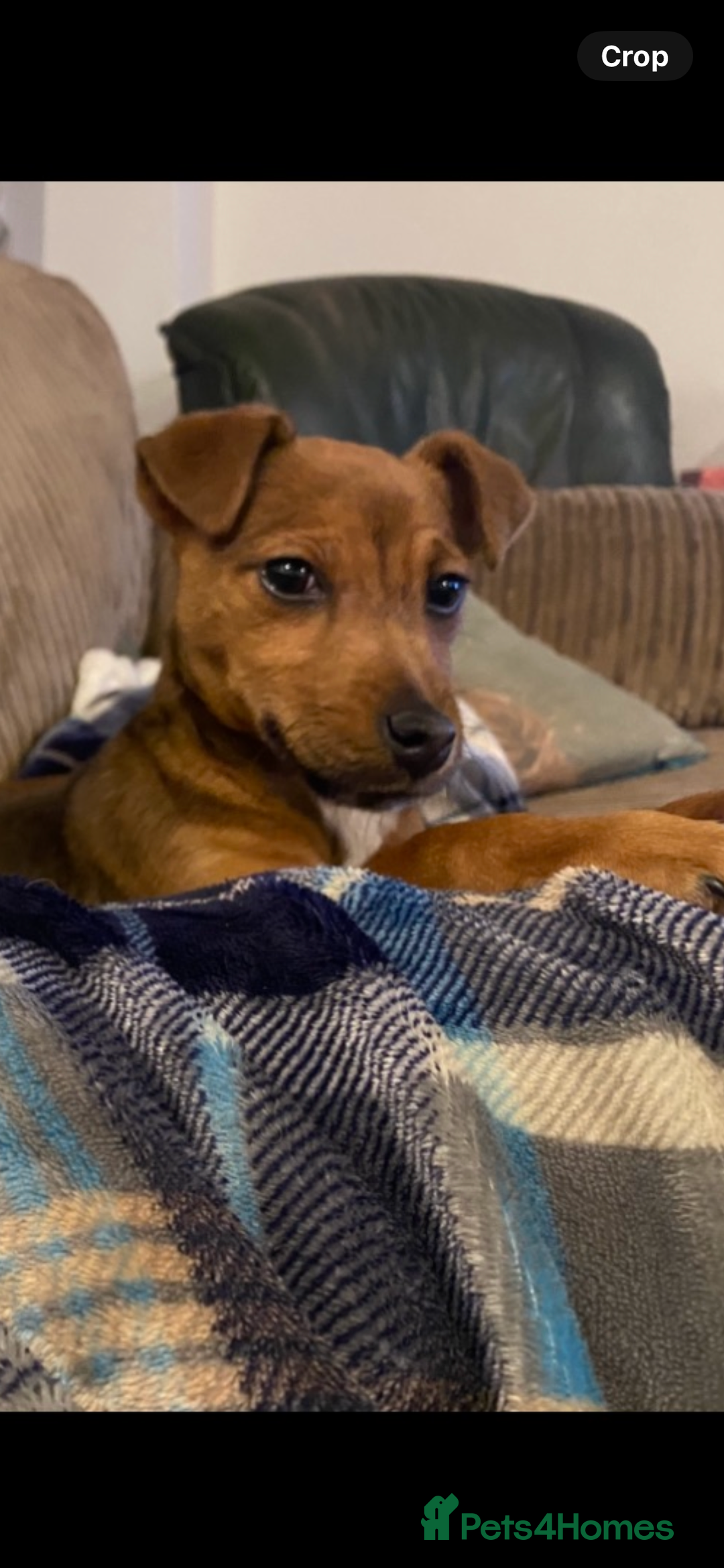 Patterjack dogs for sale: Jack Russel x patterdale dog  - Image 2