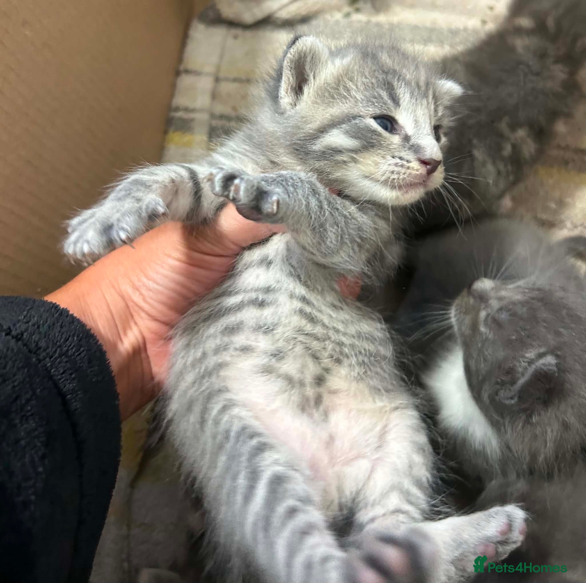 Maine Coon cats Mainecoon kittens blue/slivers greys  - Advert 16