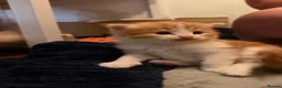 Maine Coon cats for sale: Gorgeous Maine coon domestic shorthair mix kittens - Advert 6