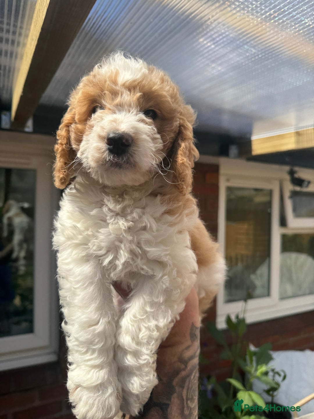 Cockapoo dogs for sale: Cockapoo puppies ready now 1 boy left  - Image 1