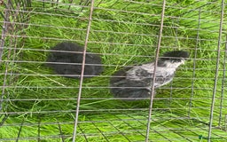 Chickens poultry for sale: Pair of breeding silkies - Image 3