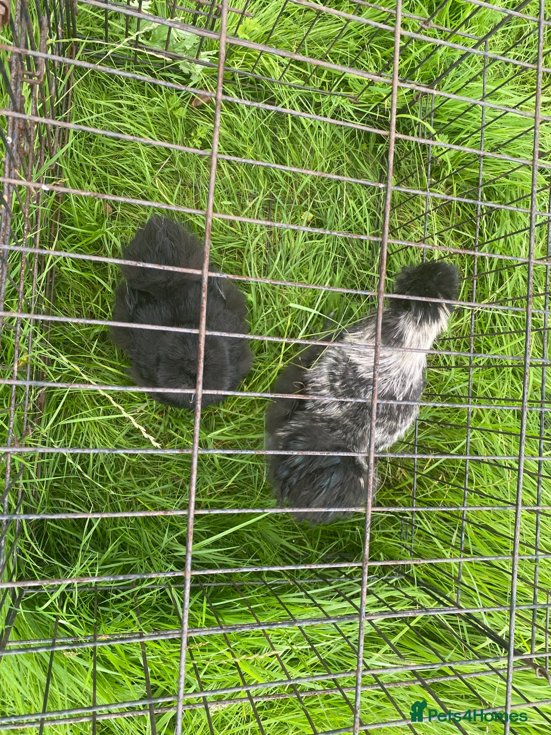 Chickens poultry for sale: Pair of breeding silkies - Image 3